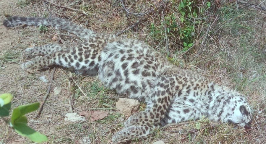 दार्चुलाको लेकममा एक चितुवा मृत फेला